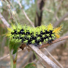 Saturnid moth caterpillar