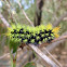 Saturnid moth caterpillar