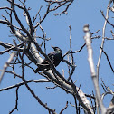 Common/European Starling