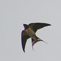 Swallow