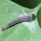 grey translucent caterpillar