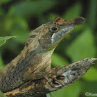 Leaf-nosed Lizard