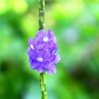 Indian Snakeweed