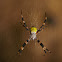 Garden spider (female)