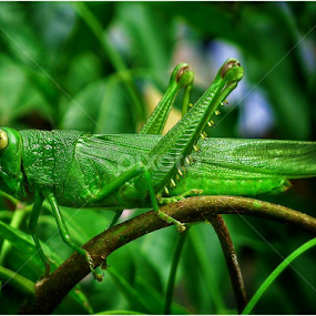 The visitor by Paul Agraviador - Animals Insects & Spiders