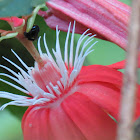 Red passion flower