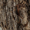 Bordered Plant Bugs