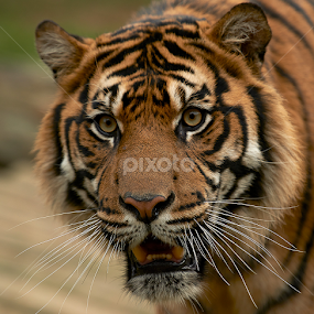 Tiger by Jim Merchant - Animals Lions, Tigers & Big Cats
