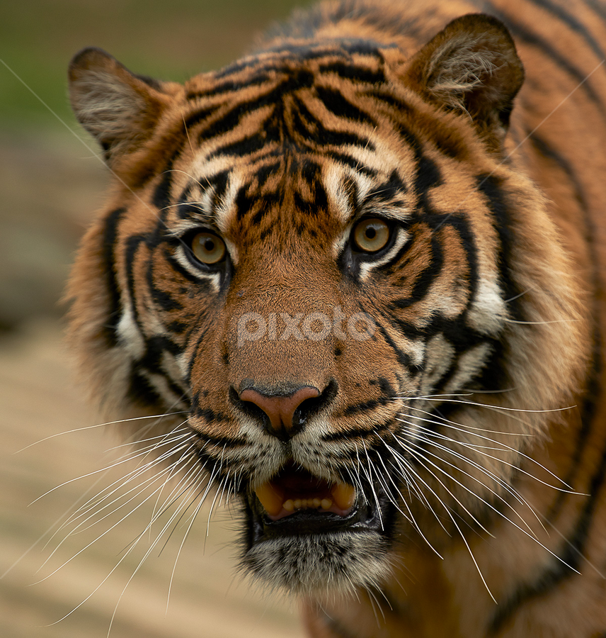 Tiger by Jim Merchant - Animals Lions, Tigers & Big Cats