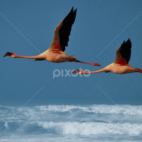 Lessre Flymingo by Jitendrasinh Sodha - Animals Birds