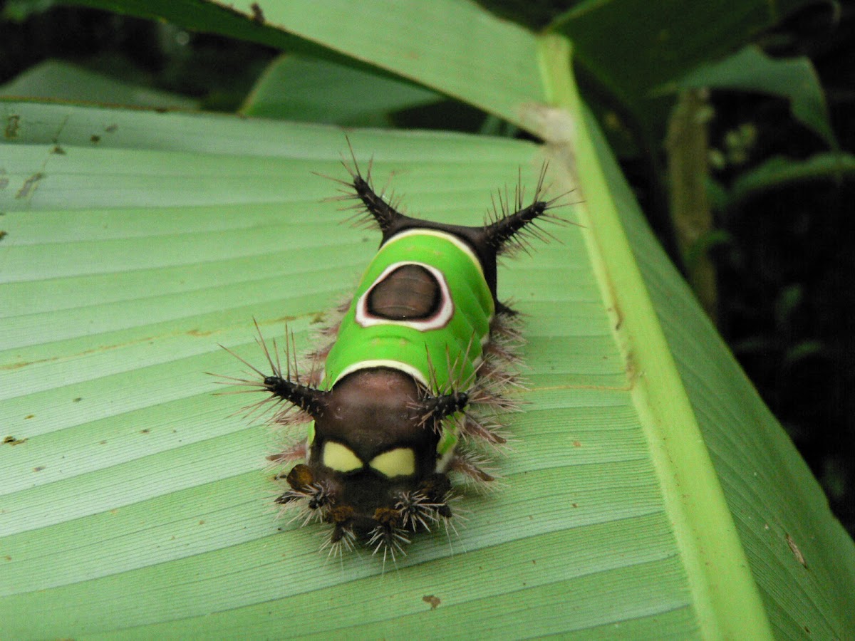 Saddleback Caterpillar Project Noah