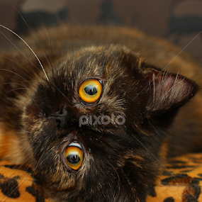 Slave by Nasaruddin Naseh - Animals - Cats Portraits