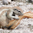 Cape ground squirrel