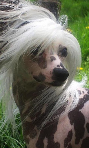 Chinese Crested Dog Wallpapers