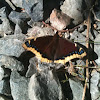 Mourning Cloak or Camberwell Beauty (England know it by this)