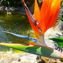bird of paradise flower