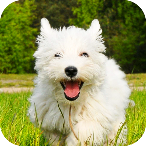 Skate Dog Terrier Live Wallpap 個人化 App LOGO-APP開箱王