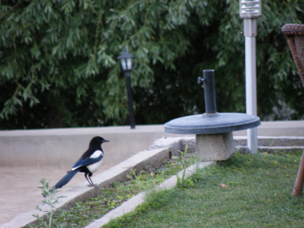 Black necked Magpie