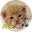 call Cat Download on Windows