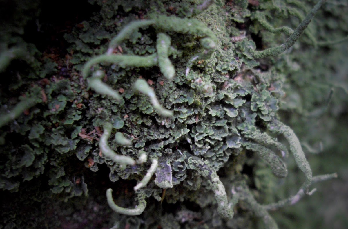 Lichen (Cladonia subulata)