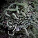 Lichen (Cladonia subulata)