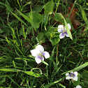 Common meadow violet