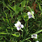 Common meadow violet