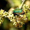 Fig Beetle