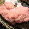 Strawberry Slime Mold
