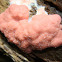 Strawberry Slime Mold