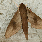 Pale Brown Hawk Moth