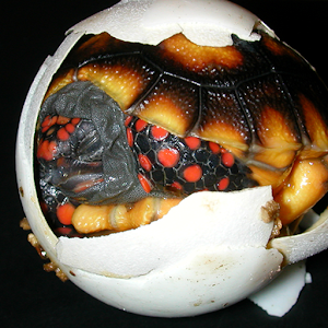 TORTOISE CARE 101 logo