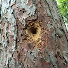 wood pecker hole