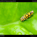 Yellow spotted planthopper