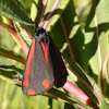 Cinnabar moth