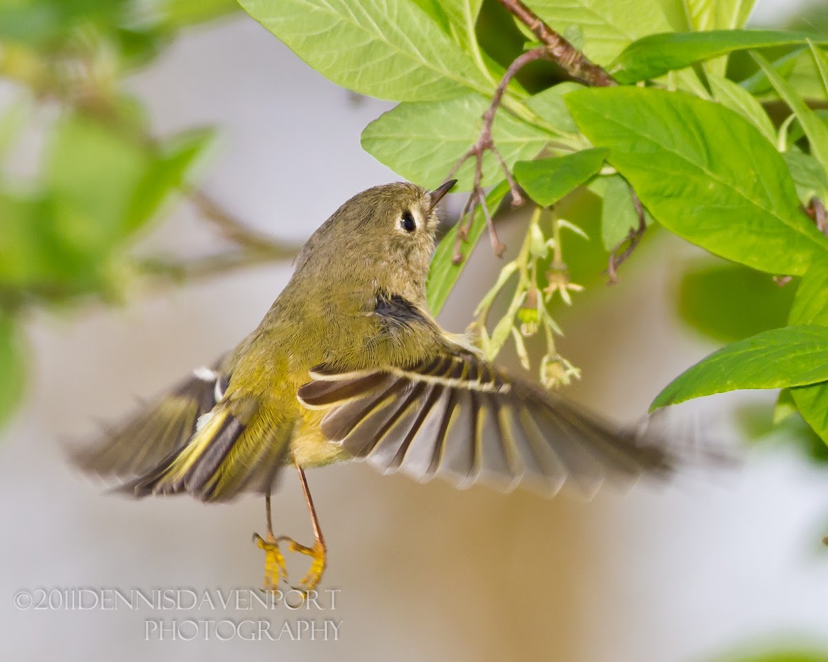 Ruby-crowned Kinglet