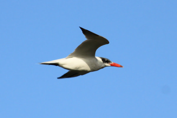 Caspian Tern | Project Noah