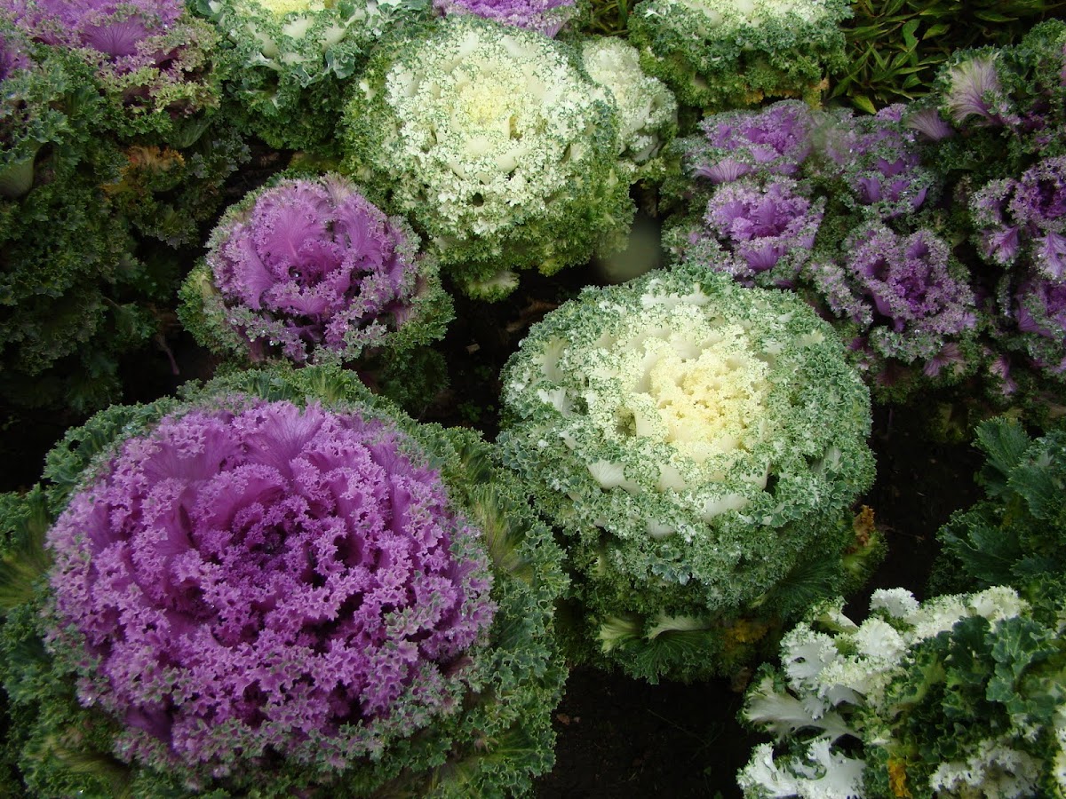 Ornamental Kale (cabbage)  