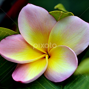 Pink Frangipani 115 by Mark Zouroudis - Flowers Tree Blossoms