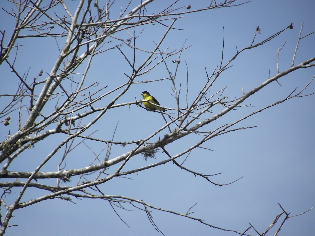 Texas Lesser Goldfinch