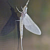 Flatheaded mayfly