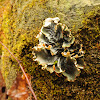 Frog pelt lichen