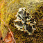 Frog pelt lichen