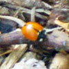 California Ladybug