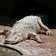 Salt Water Crocodile