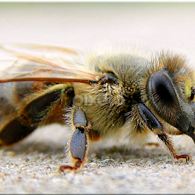 by Árpád Kovacsevics - Animals Insects & Spiders