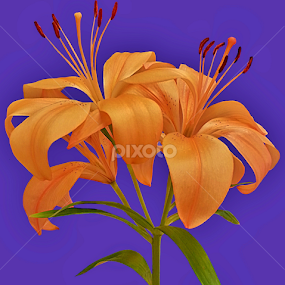 Lily Love by Diana Postill - Flowers Flower Arangements