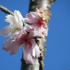 Winter Cherry Blossom　(寒桜）