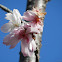 Winter Cherry Blossom　(寒桜）