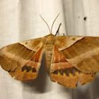 White-stemmed Wattle Moth